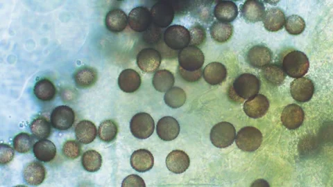 Slime mold spores Stock Footage 312977630
