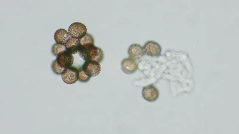 Slime mold spores Stock Footage 312977934