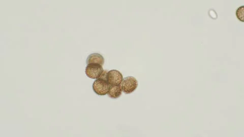 Slime mold spores Stock Footage 312978730