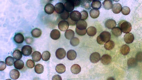 Slime mold spores Stock Footage 312985363