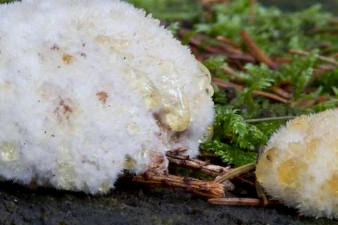 Slime molds, close-up Stock Photos