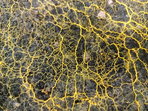 Slime molds form complex branching and interconnected networks Stock Photos