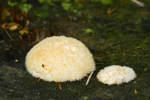 Slime molds Stock Photos