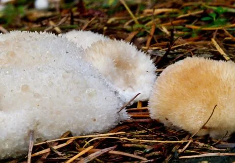 Slime molds on pine needles Stock Photos