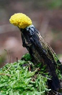 Slime mould Stock Photos