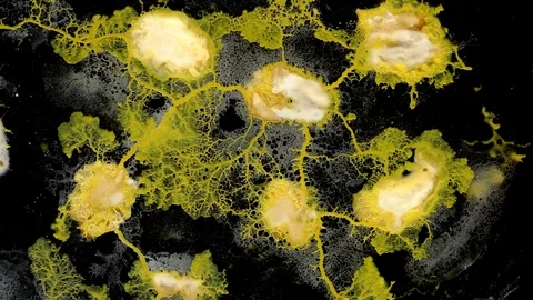 Slime mould (Physarum polycephalum) timelapse Stock Footage