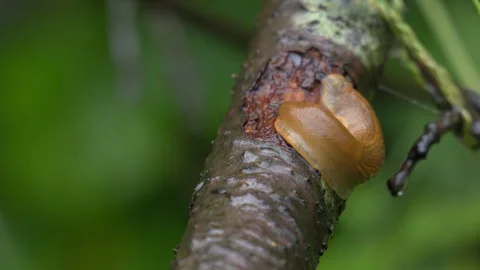 Slime Slug Crawling on Wet Tree Branch - 4K Wildlife Slow Motion Shot Stock-Footage 336691599