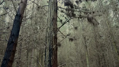 Slime on Tree, Bottle Lake Forest, New Zealand Stock Footage 146199341