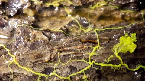 SLIMEMOLD1 스톡 동영상 272685422