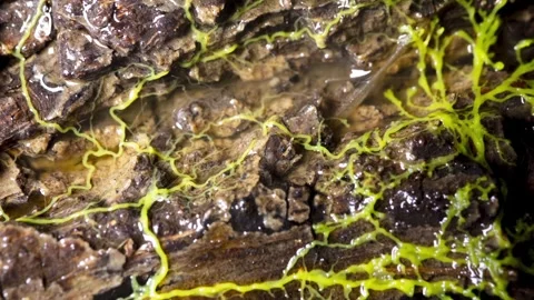 SLIMEMOLD2 스톡 동영상 272685806