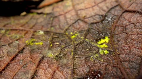 SLIMEMOLD3 库存影片 272791383