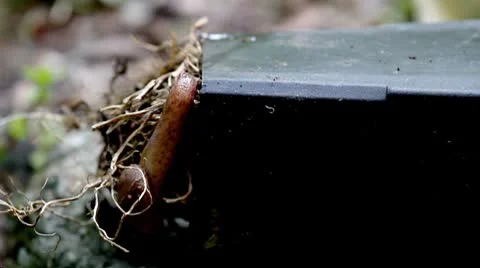 Slimy Creature Stock-Footage 8847068