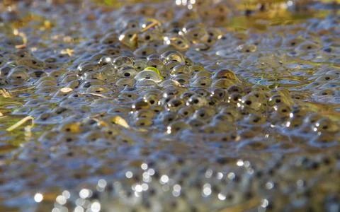 Slimy frogspawn in water Stock Photos
