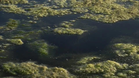Slimy, green floating water algae on the pond surface. Green weeds growing Stock Footage 108843376