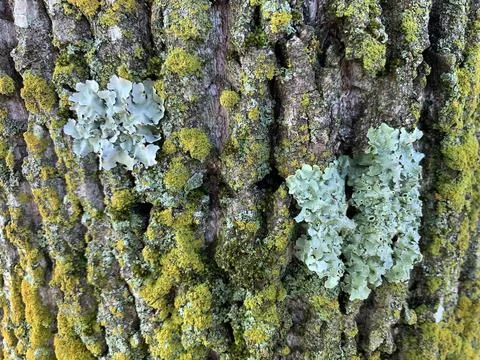 Slimy Lichen bark texture tree bark color reference Stock Photos
