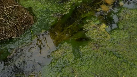 Slimy looking small stream flows through beds of floating moss. Stock Footage 153410373