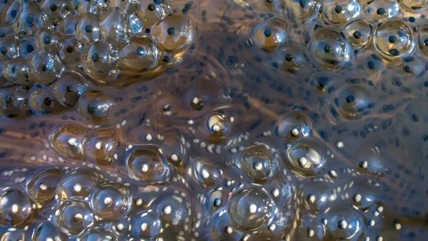 Slimy moor frog spawn cinemagraph 스톡 동영상 101067156