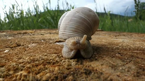 A slimy snail crawls on a stump Video stock 131395309