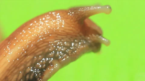 A slimy snail's head and eye-ball close-up Stock-Footage 35732656