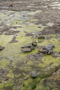 Slimy Tide Pools Stock-Fotos