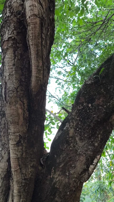 Slingshot Shaped Java Plum Tree Trunk Video stock 346153367