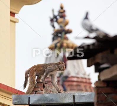 Slink monkey on the wall in swayambhunath, kathmandu, nepal Stock Photos