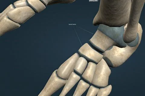 A slip joint is a type of synovial joint that occurs between bones that mee.. Stock Illustration
