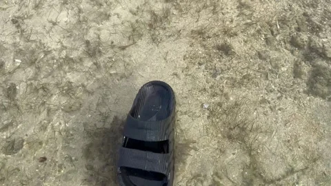 Slipper floating at the beach at sumbawa Stock Footage 259597169