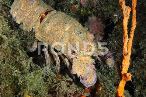 Slipper lobster Stock Photos