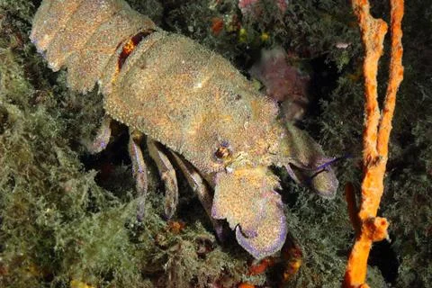 Slipper lobster Stock Photos