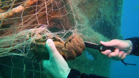 A Slipper Lobster is Saved from the Ghost Net Stock Footage 143480350
