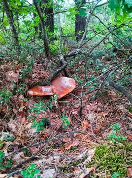 Slippery cap of a large mushroom in the forest Stock Photos