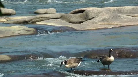 Slippery rocks Stock Footage 11019925