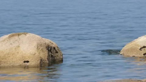 Slippery Seals Stock Footage 140465286