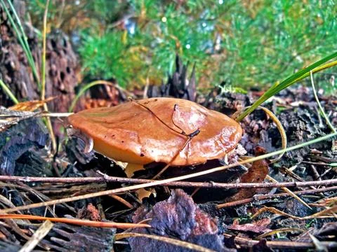 Slipperycap 写真素材