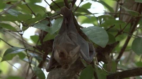 Slit-faced Bat hanging in tree during the day 1 Stock Footage 56350011