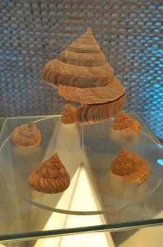 Slit shell 스톡 사진