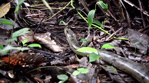 Slithering Anaconda Stock Footage 59090718