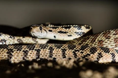 Slithering around there is a snake Foto stock