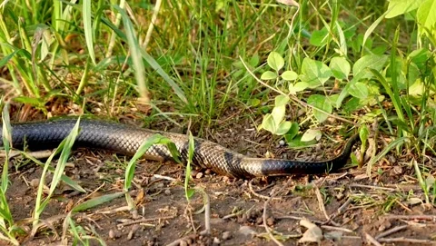 Slithering Black Snake Stock Footage 201966535
