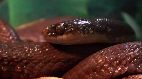 Slithering elegance of tropical snakes in their vibrant habitat Stock Footage 295308771