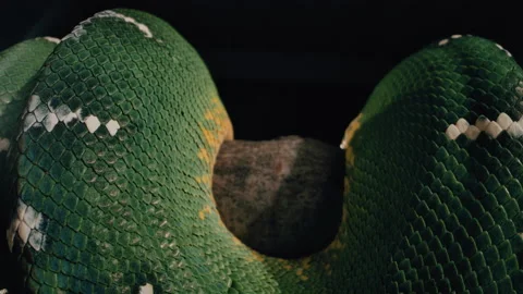 Slithering emerald tree boa on branch Vidéo 171139367