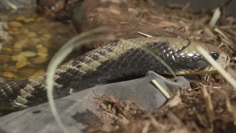 Slithering false water cobra close up- Stock Footage 170943638