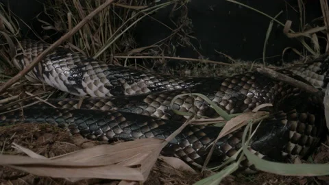 Slithering false water cobra in the wild slithering through grass Stock Footage 152800184