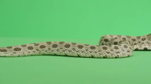 Slithering Hognosed snake Vidéo 66485199