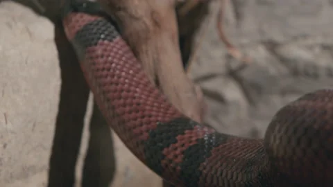 Slithering milk snake close up macro Stock Footage 170941817
