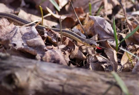 Slithering Stock Photos