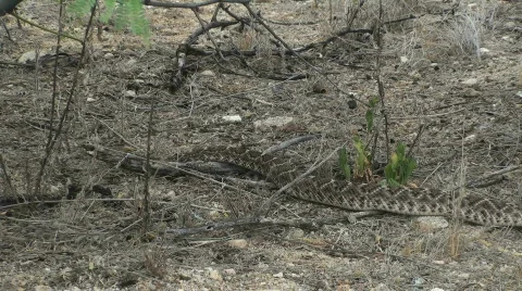 Slithering rattlesnake Stock Footage 401947