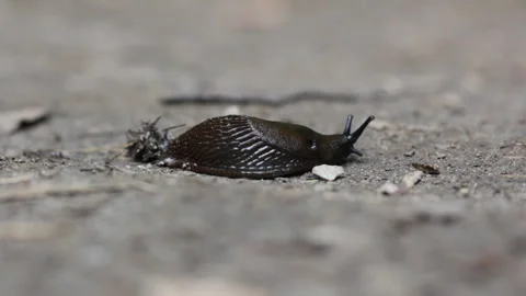 Slithering Slug Macro View On The Ground Stock Footage 311243199