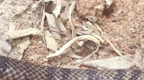 Slithering Snake Body on Lower Screen Stock Footage 46736543